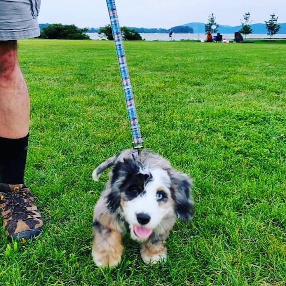 Smart Mini Bernedoodle Poodle Mix Pup