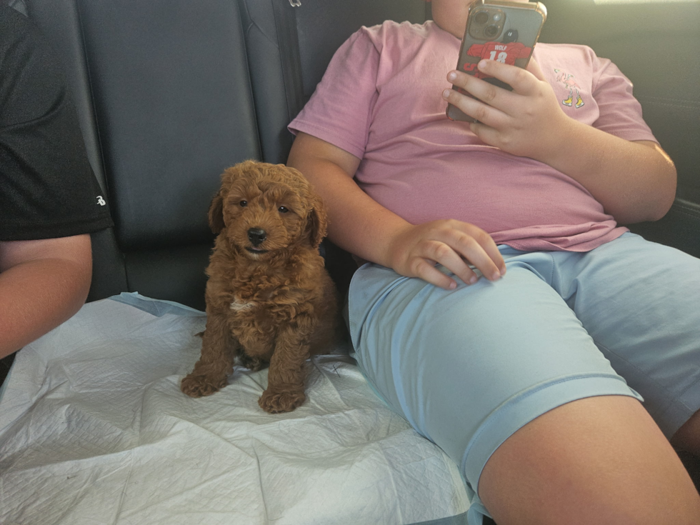 Friendly Mini Goldendoodle Pup