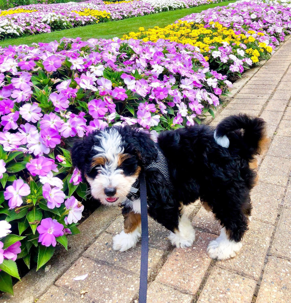 Petite Mini Bernedoodle Poodle Mix Pup