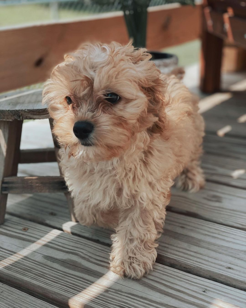 Cute Cavapoo Pup in Mooresville IN