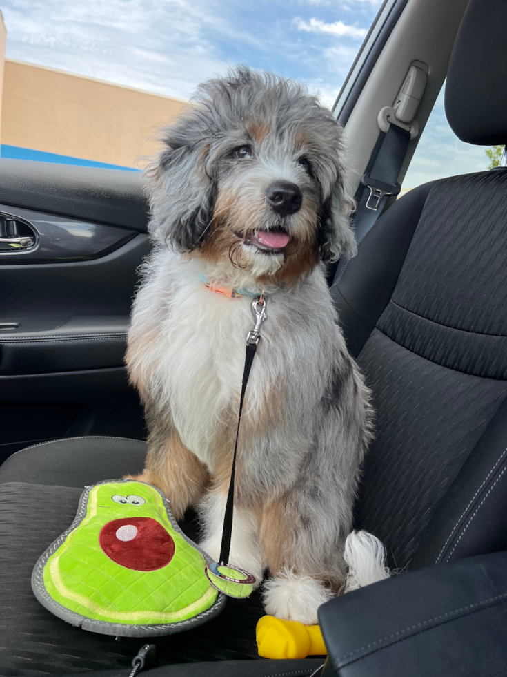 Erie Mini Bernedoodle Pup