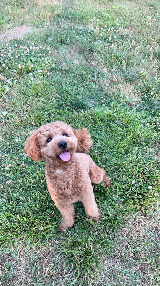 Energetic Golden Retriever Poodle Mix Pup