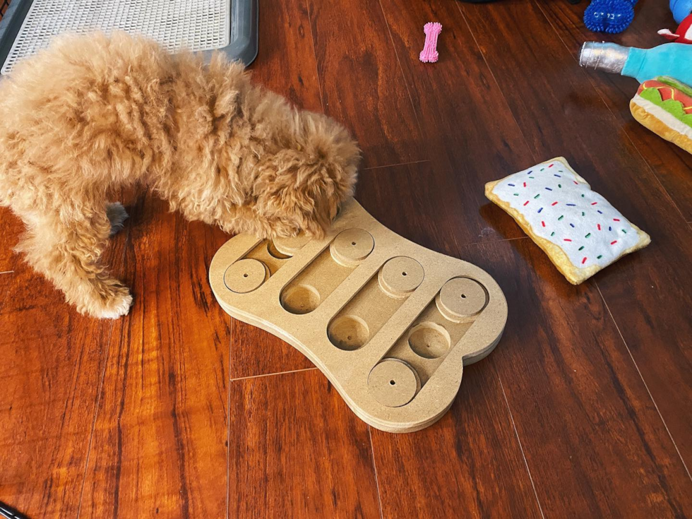 Energetic Bichpoo Poodle Mix Pup