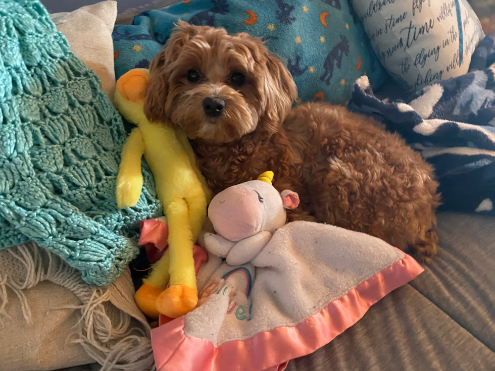 Fluffy Maltipoo Poodle Mix Pup