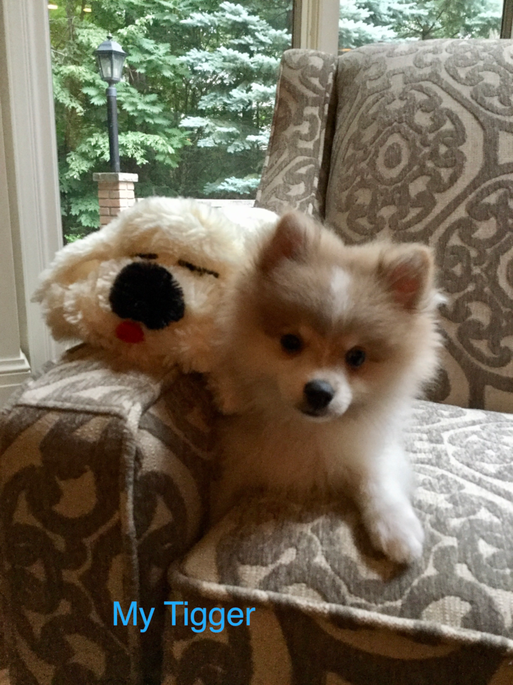 Little Pomeranian Purebred Pup