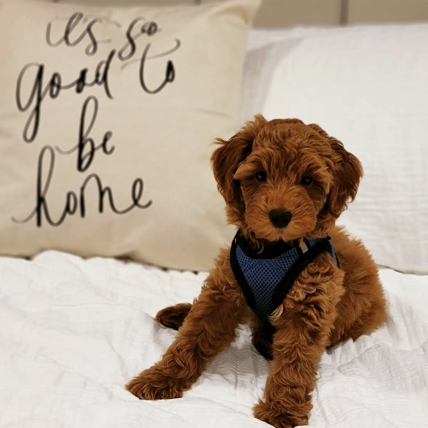 Friendly Mini Goldendoodle Baby