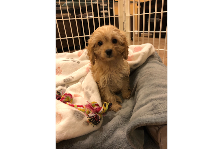 Happy Cavapoo Baby