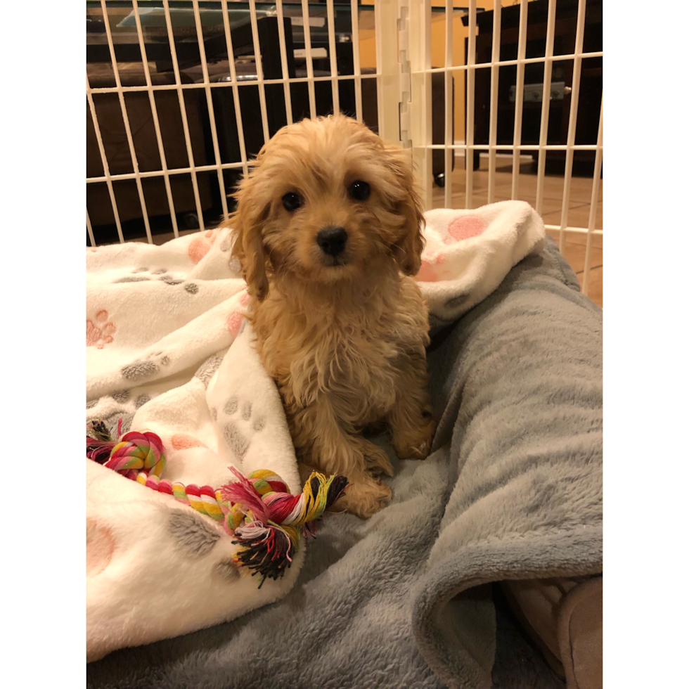 Cute Cavapoo Pup in Whitestone NY