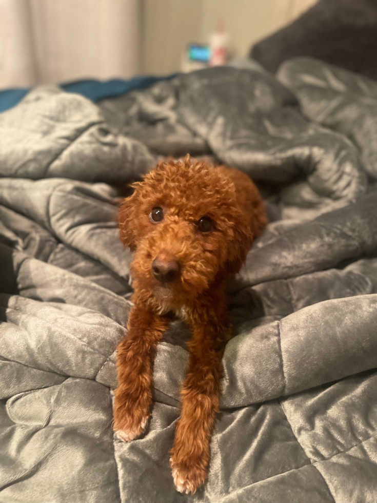 Poodle Being Cute