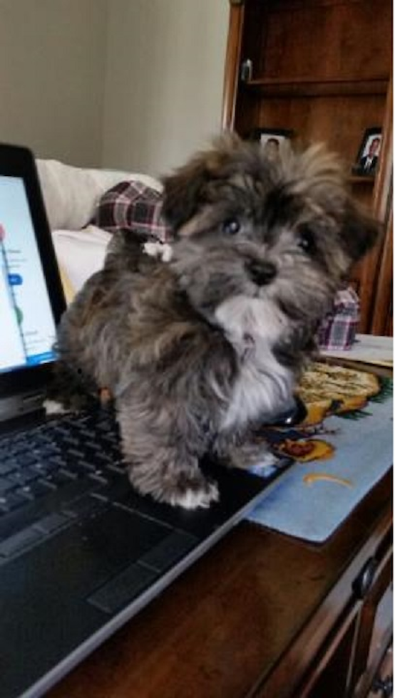 Cute Morkie Pup