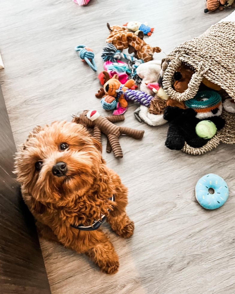 Cute Cavapoo Pup in Chicago IL