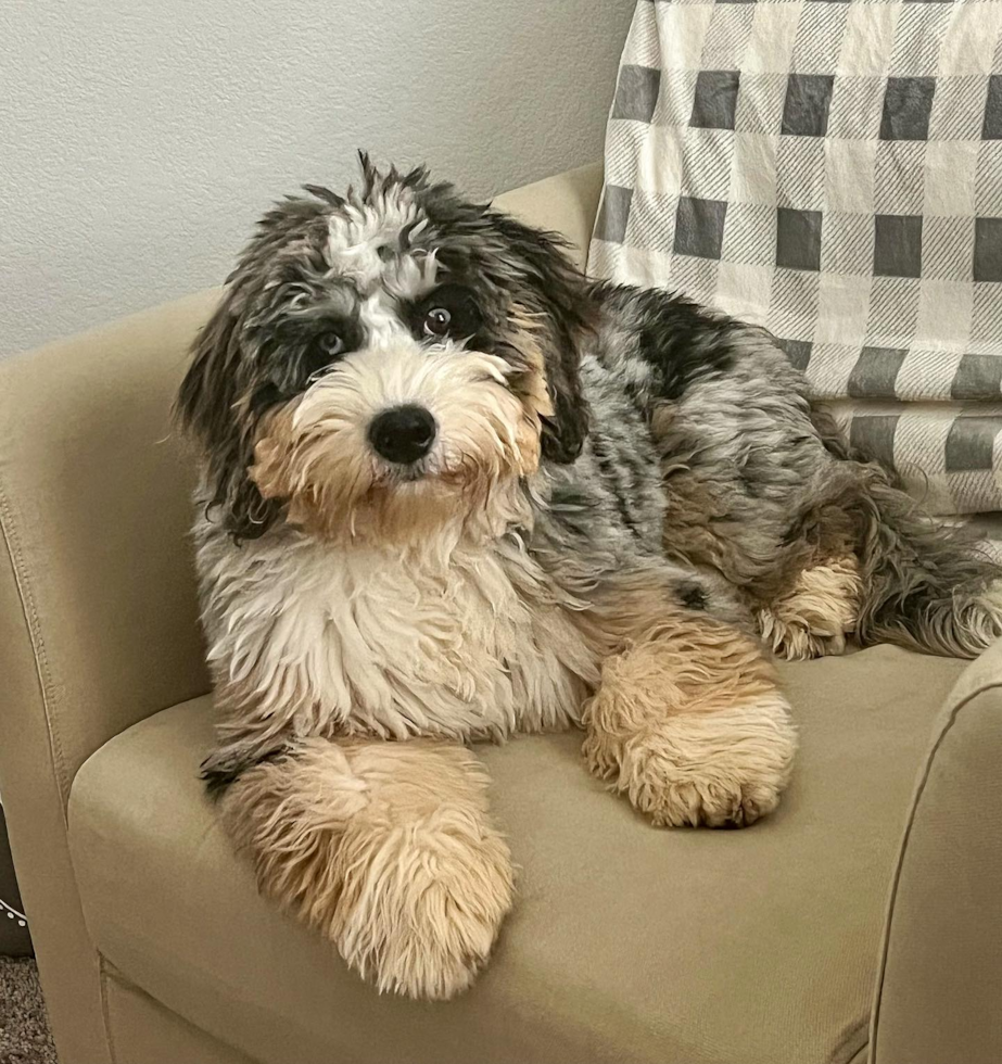 Mini Bernedoodle Being Cute