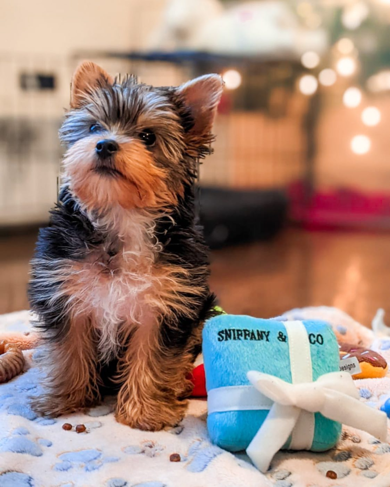 New York Yorkshire Terrier Pup