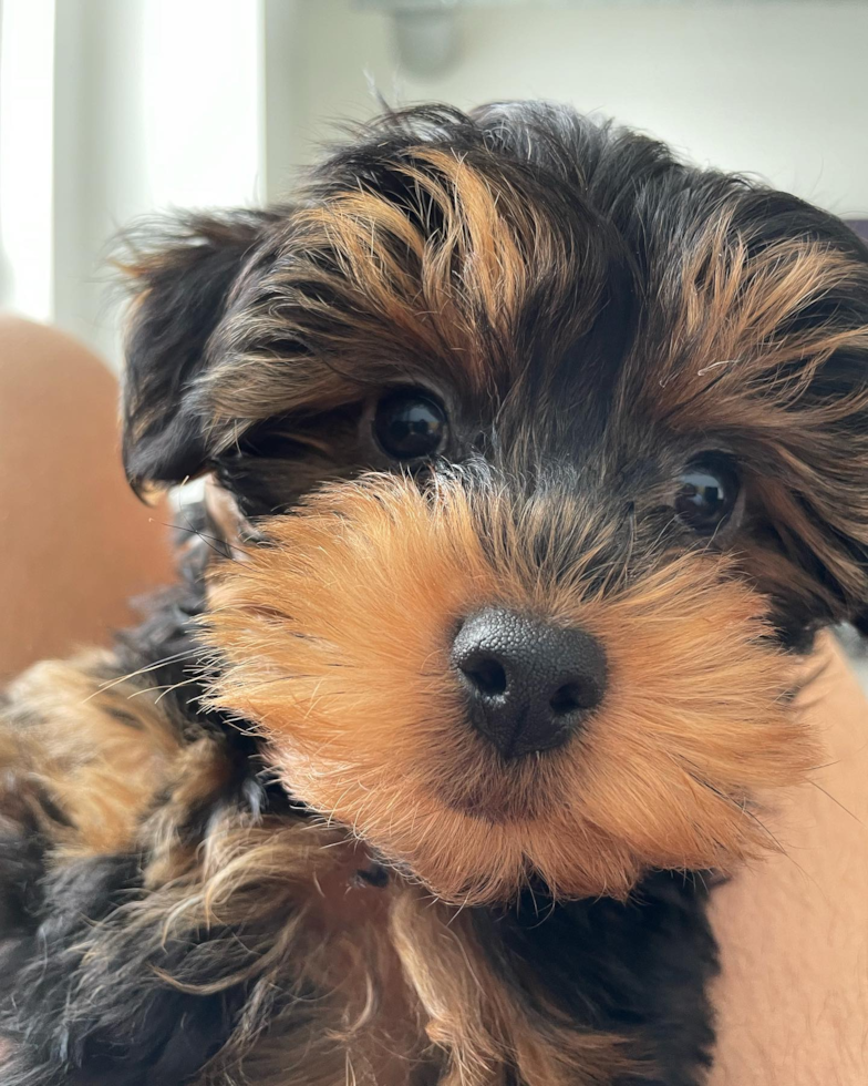 Adorable Yorkie Doodle Poodle Mix Pup