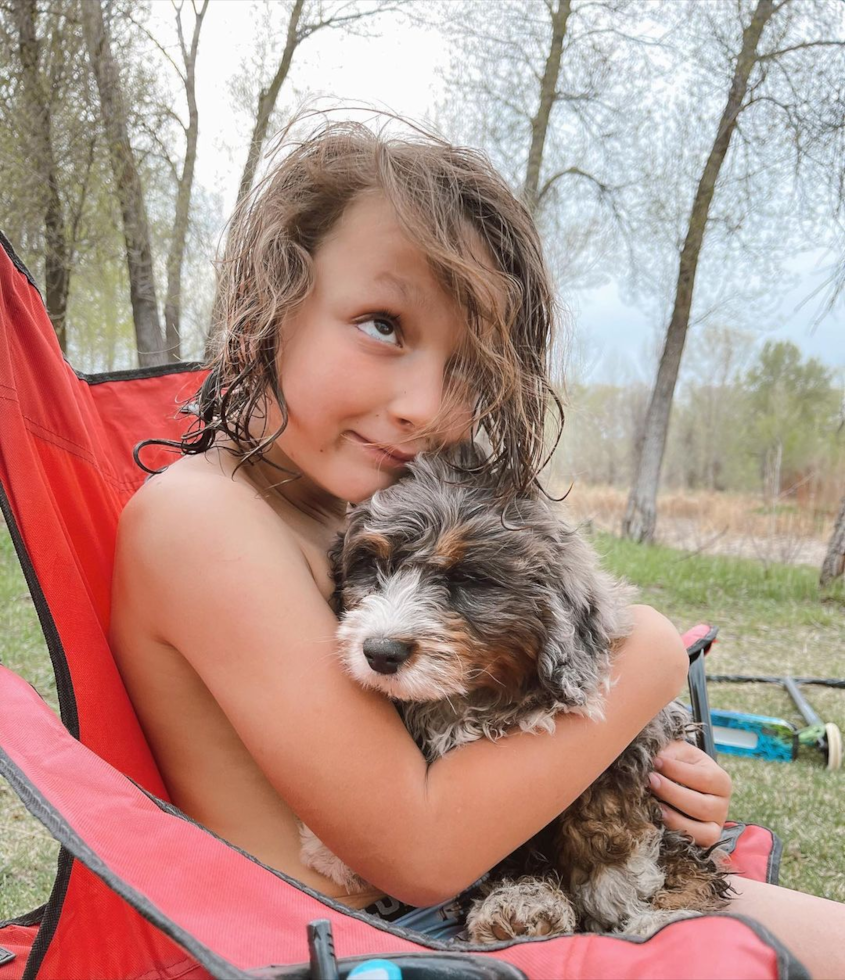 Fluffy Mini Bernedoodle Poodle Mix Pup