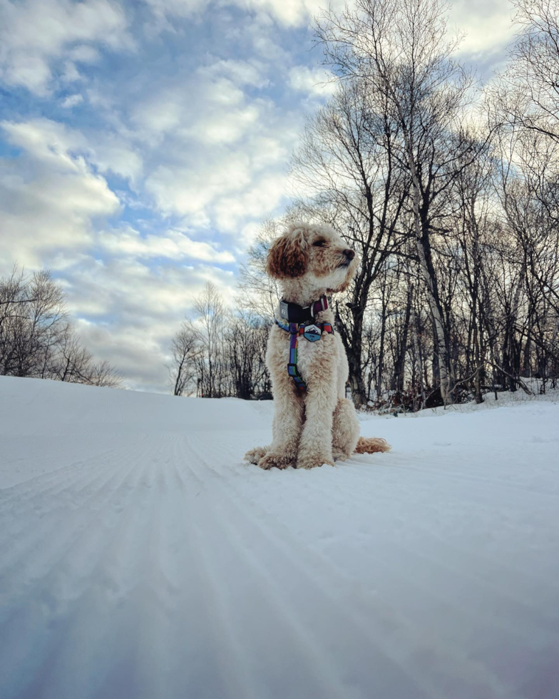 Cute Poodle Pup in Harvey Cedars NJ