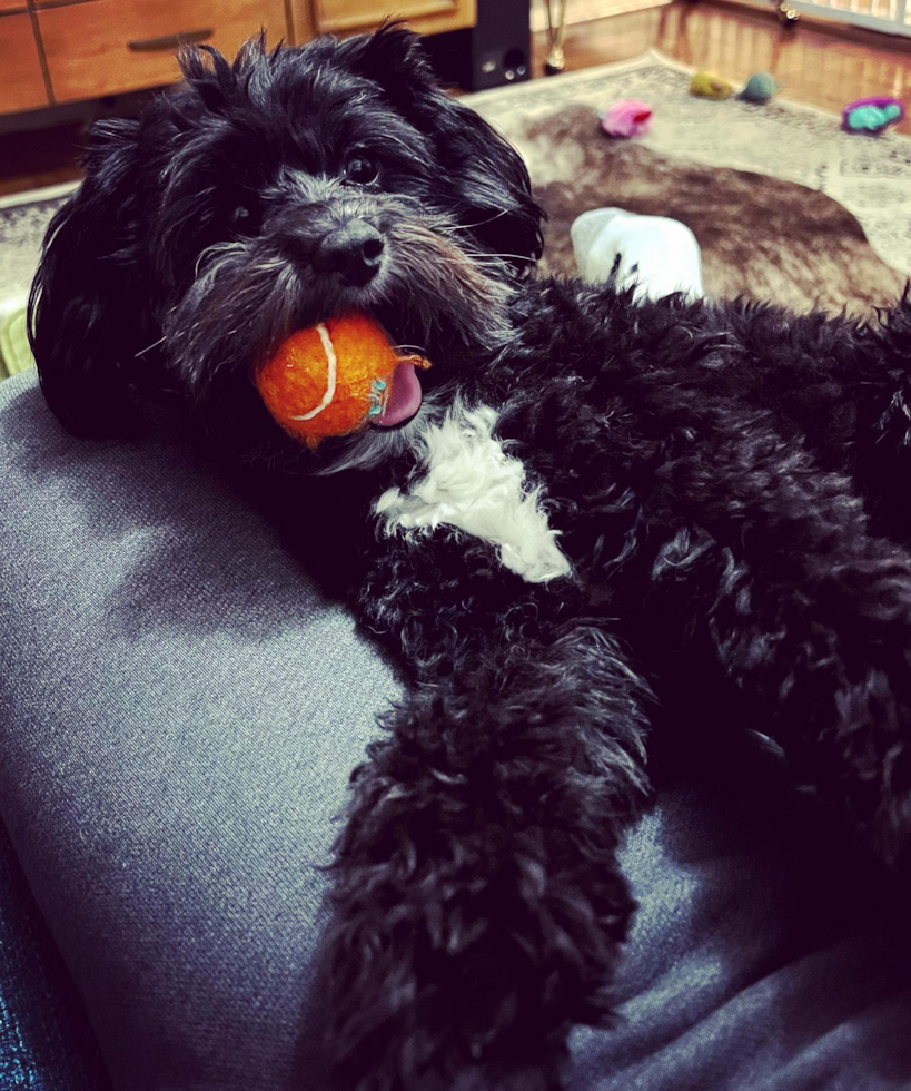 Energetic Aussiepoo Poodle Mix Pup