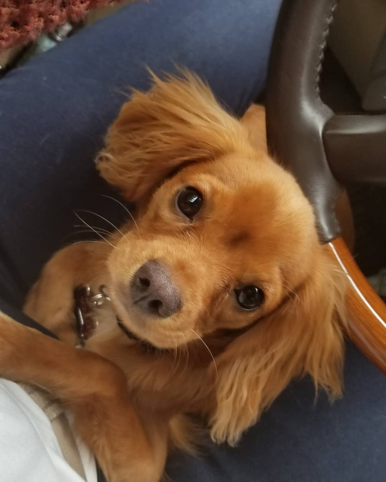 Playful Cavalier King Charles Spaniel Pup