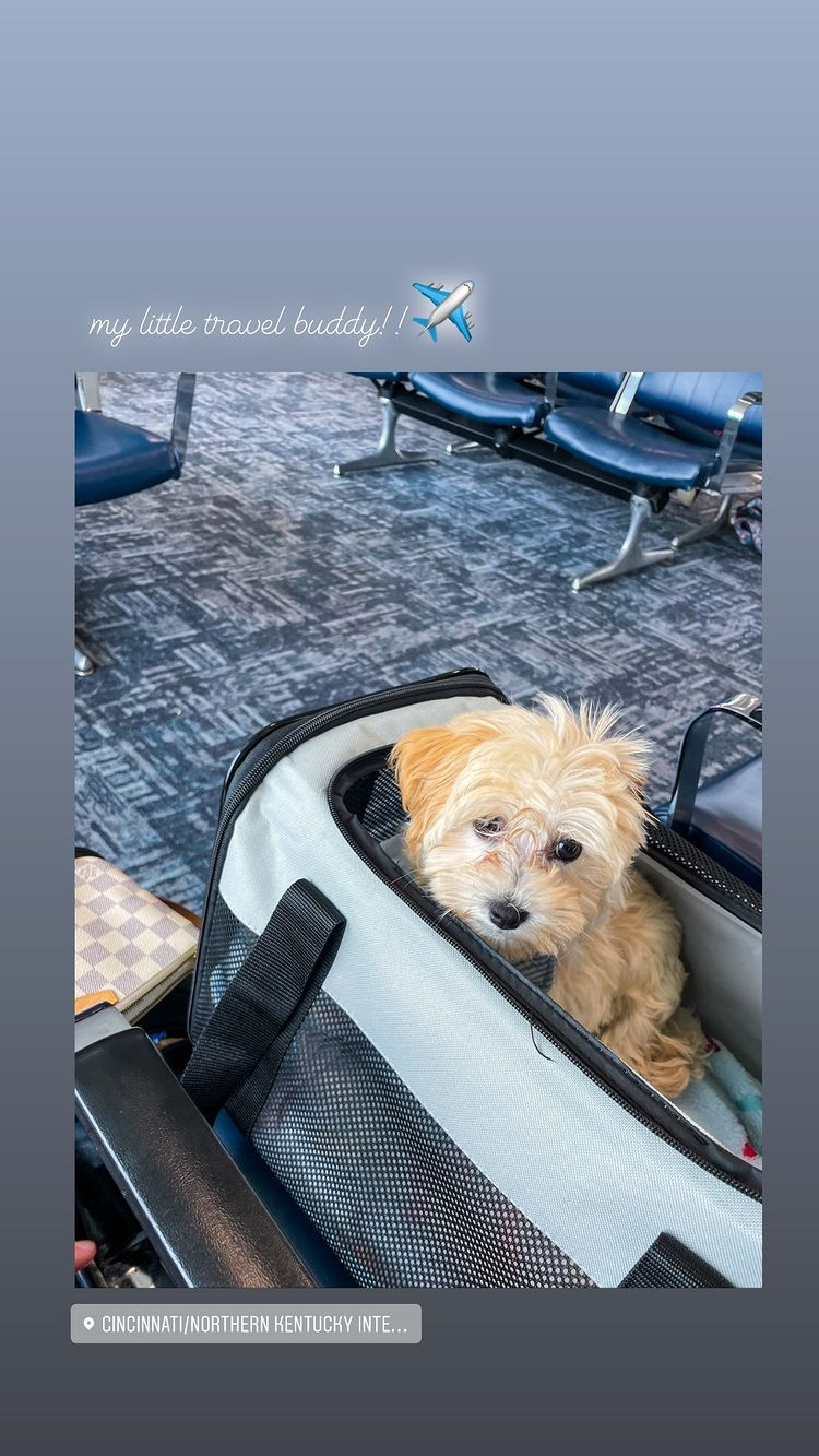 Best Maltipoo Baby