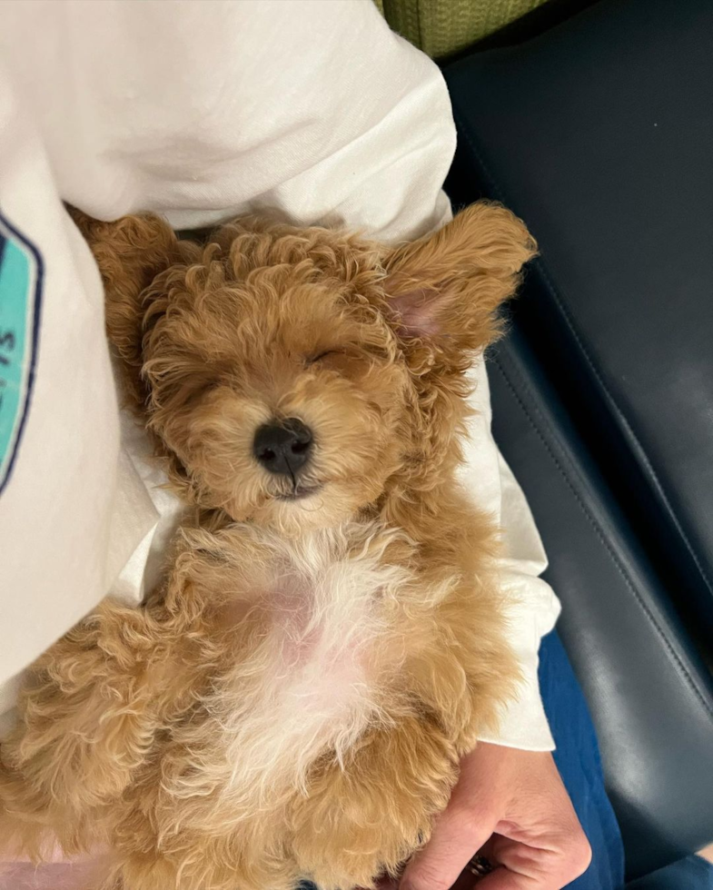 Friendly Poochon Pup in Royal AR