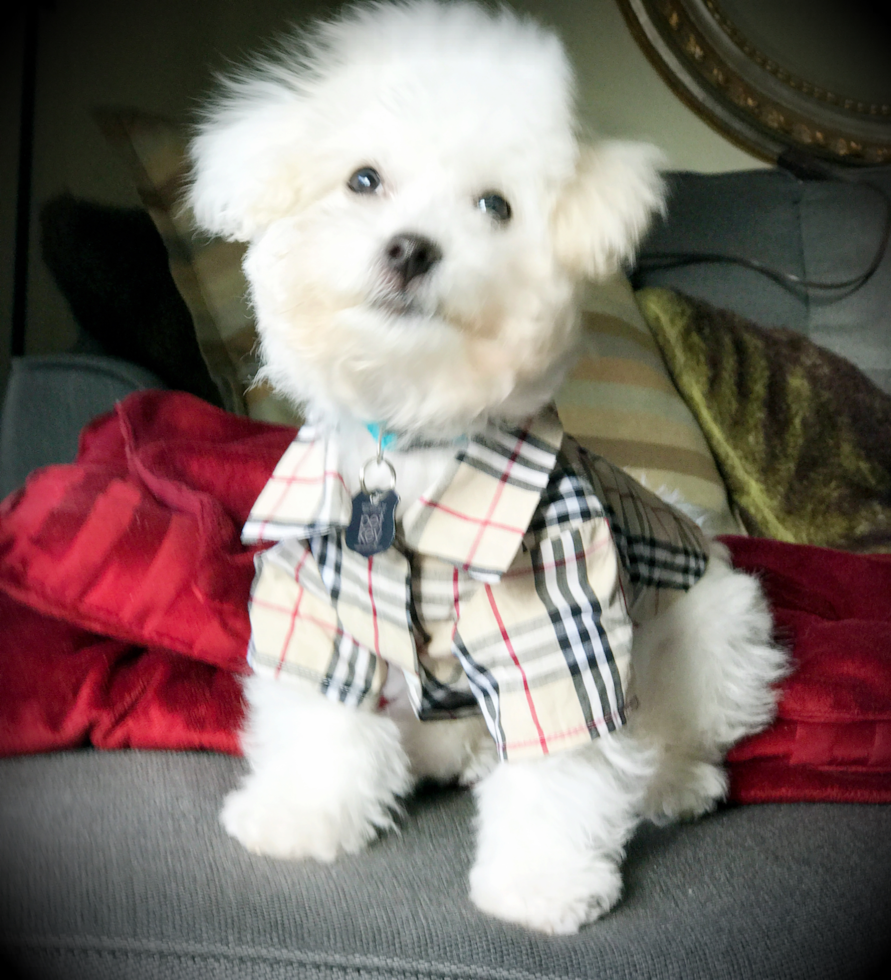 Happy Bichon Frise Pup in STERLING HEIGHTS MI