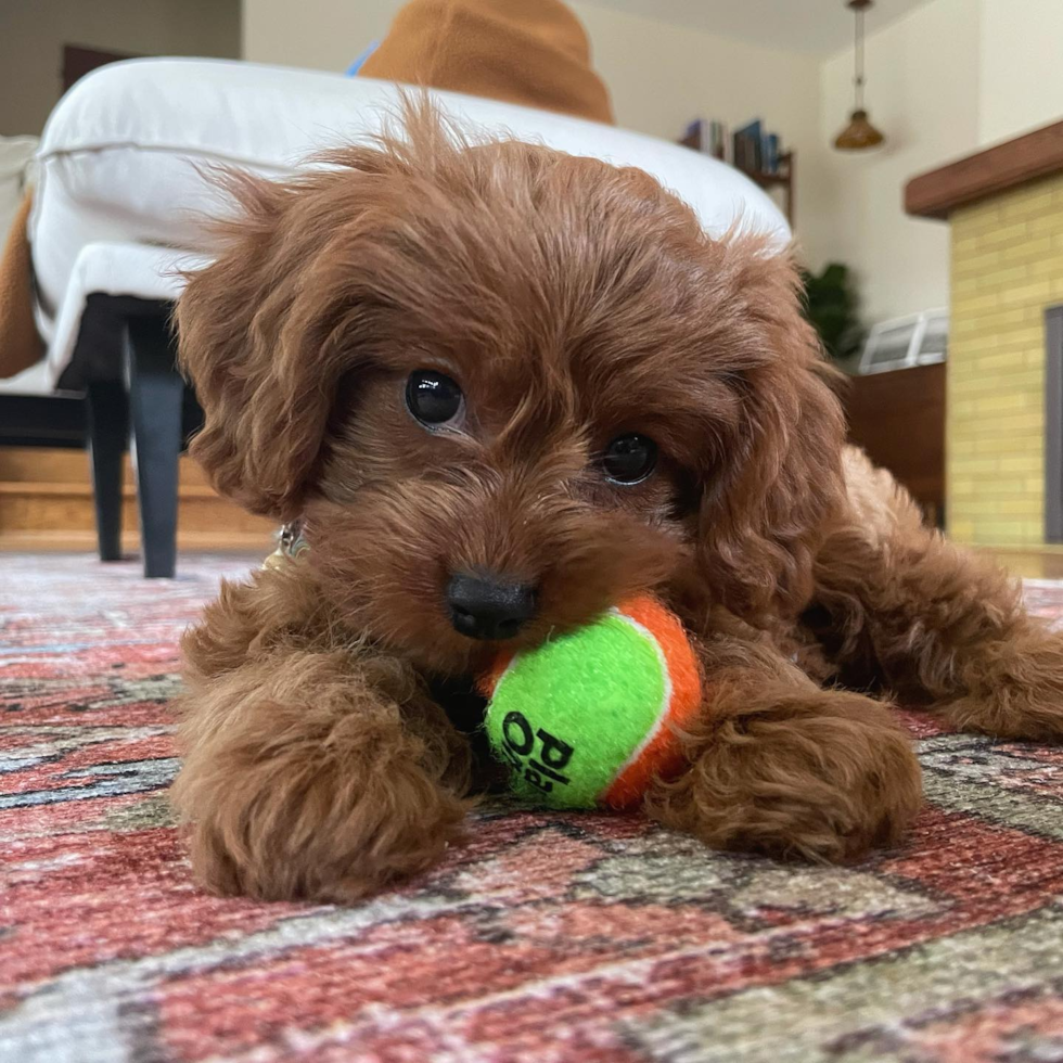 Cavapoo Being Cute