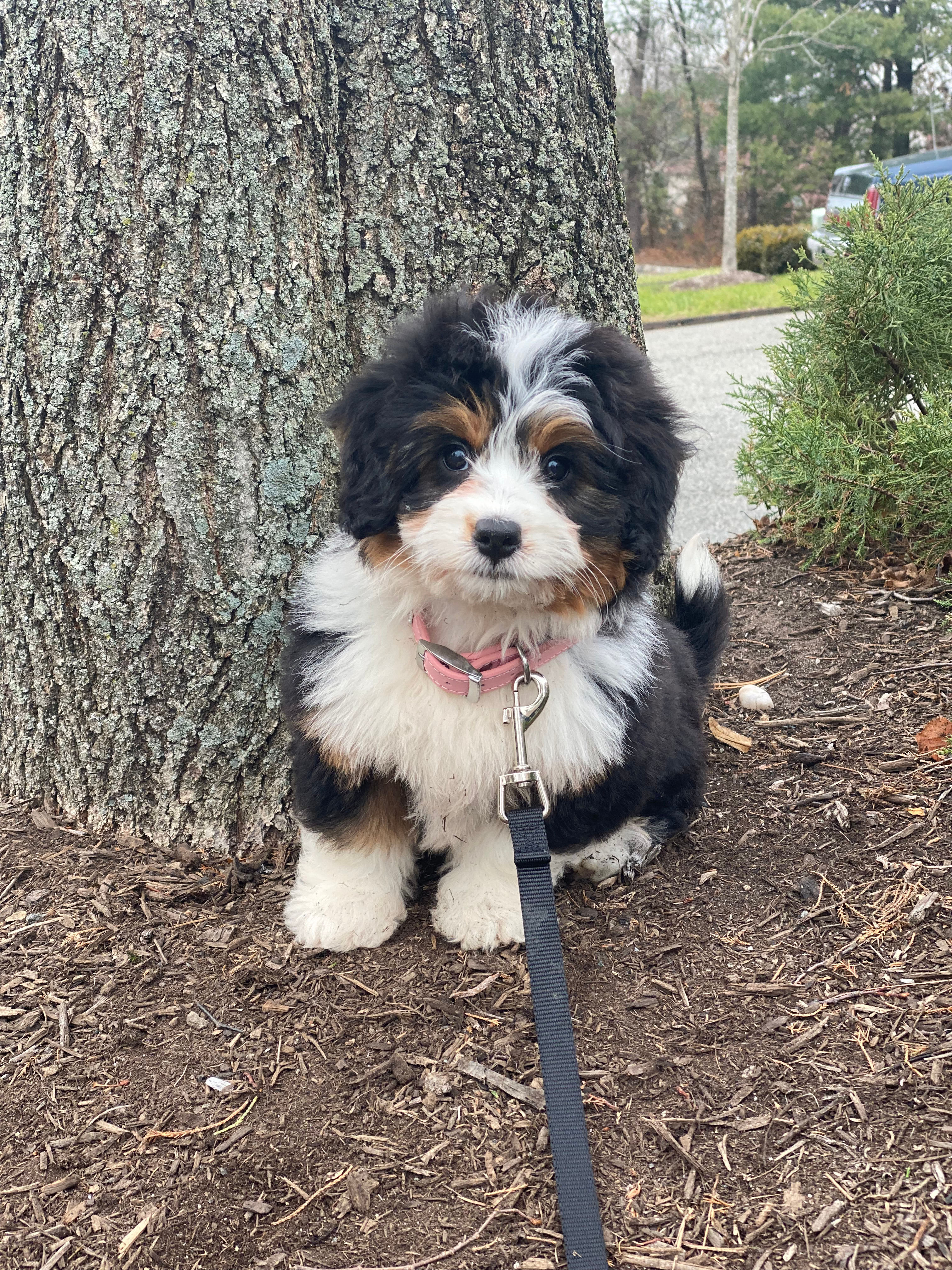 Mini Bernedoodle Pup Being Cute