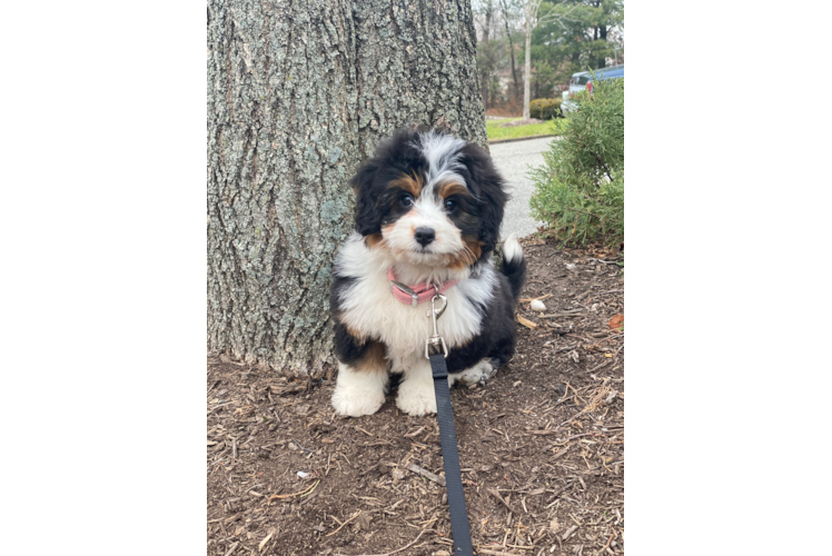 Mini Bernedoodle Pup Being Cute