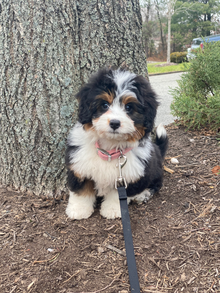 West Orange Mini Bernedoodle Pup