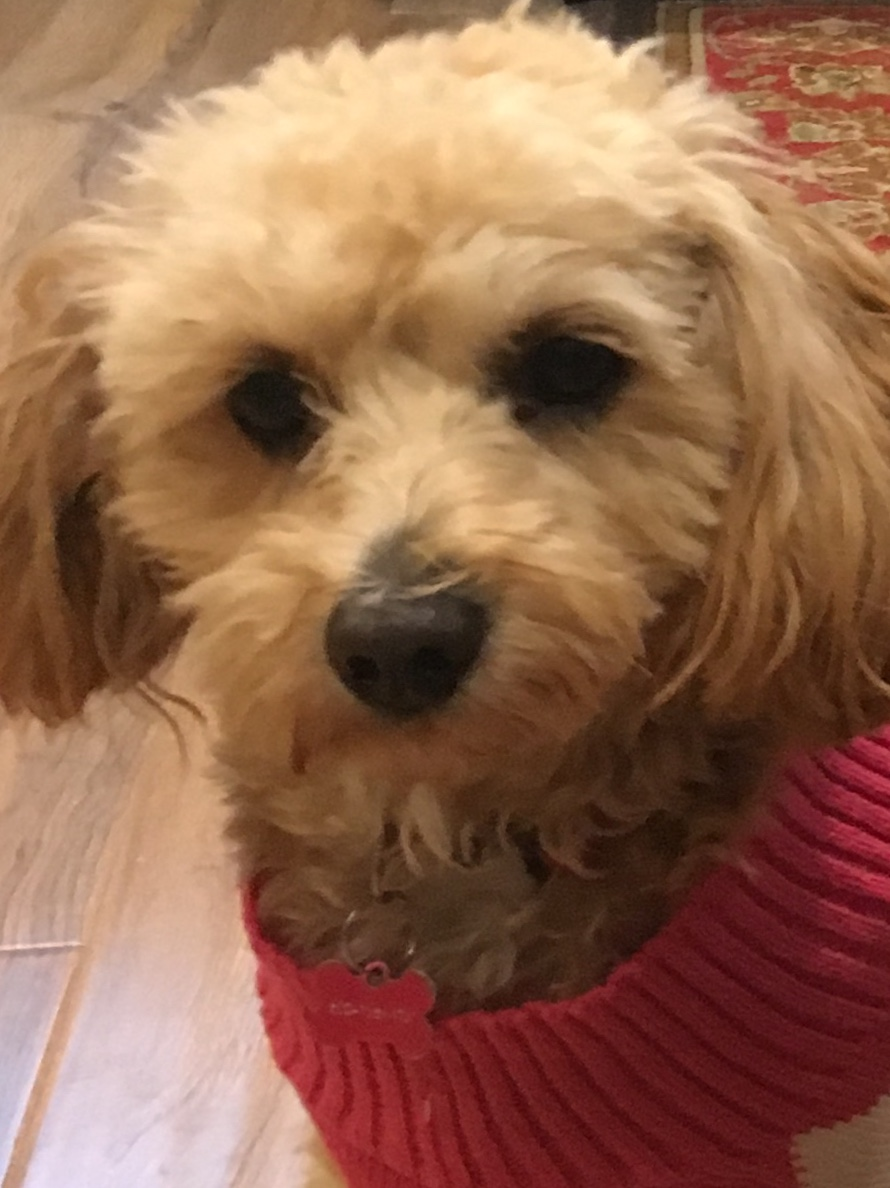 Cavachon Puppy for Adoption
