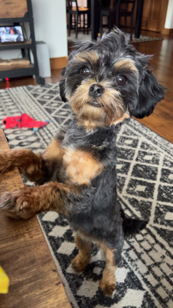 Cute Shih Poo Pup