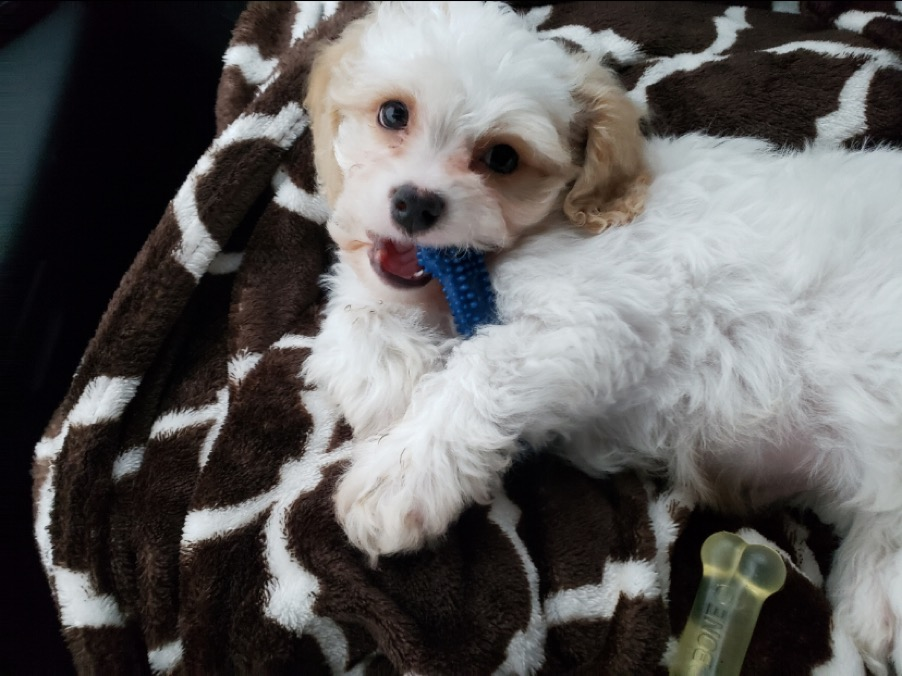 Cavachon Puppy for Adoption