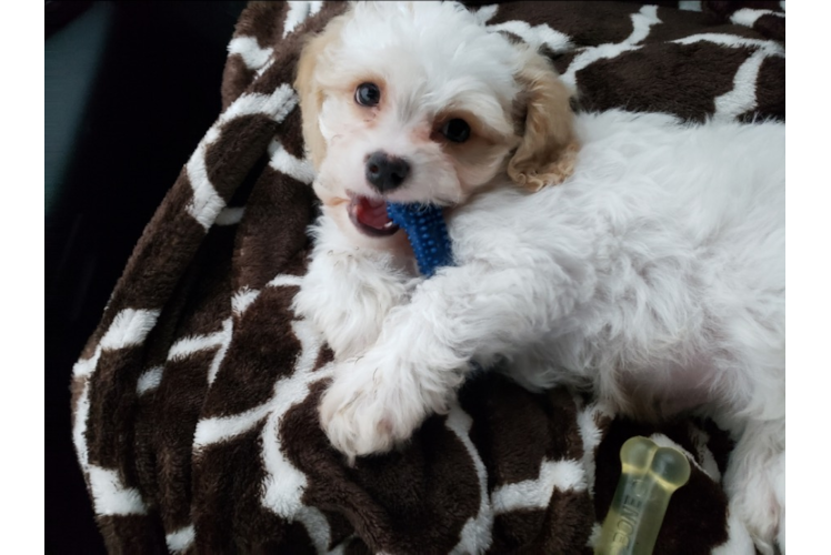 Cavachon Puppy for Adoption