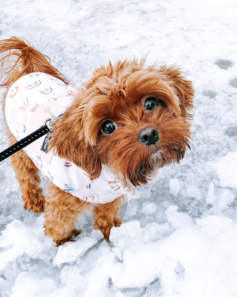 Friendly Cavapoo Pup in NEW YORK NY