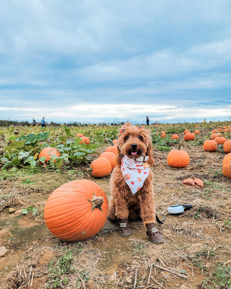 Hopatcong Mini Goldendoodle Pup