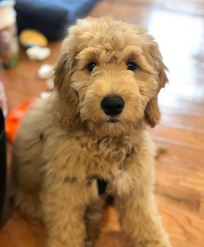 Sweet Mini Goldendoodle Pup