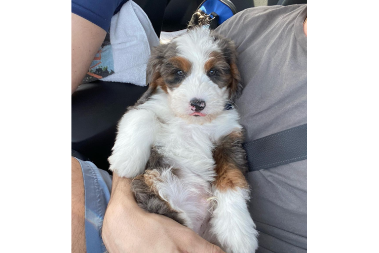 Best Mini Bernedoodle Baby