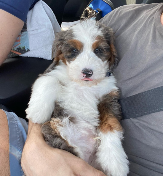 Popular Mini Bernedoodle Poodle Mix Pup