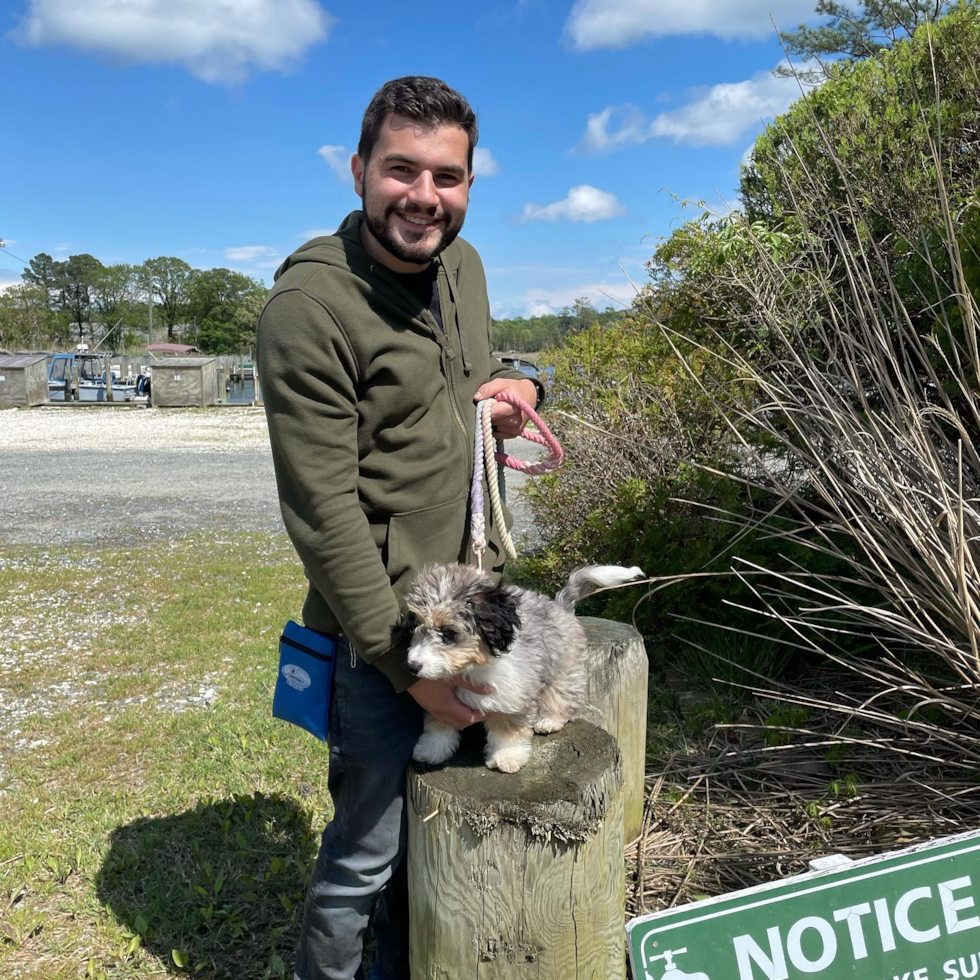 Adorable Australian Designer Pup