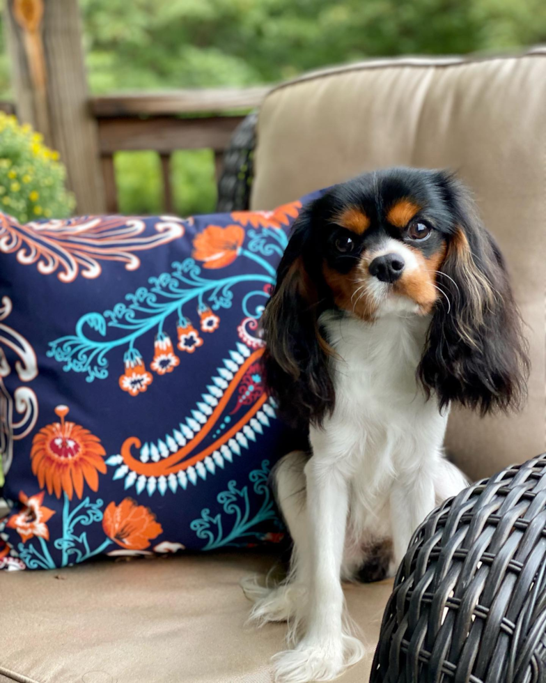 Akc Registered Cavalier King Charles Spaniel Pup