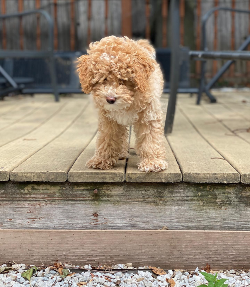 Little Poodle Purebred Pup