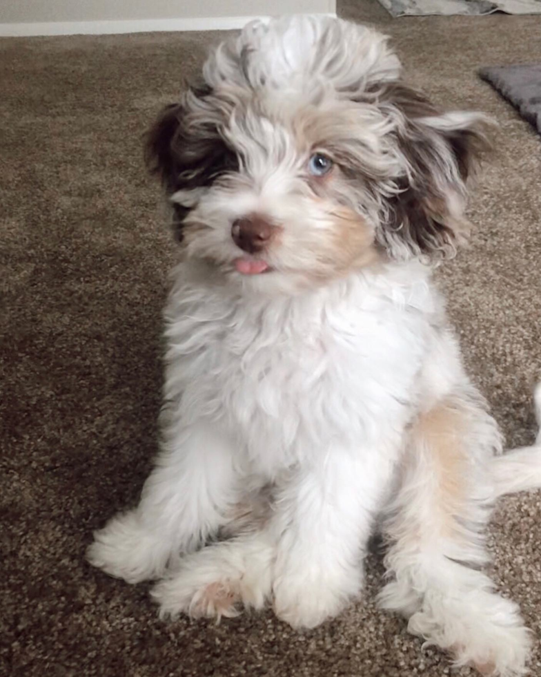 Small Mini Aussiedoodle Pup in Toledo OH