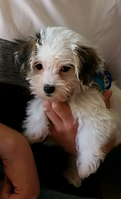 Morkie Pup Being Cute