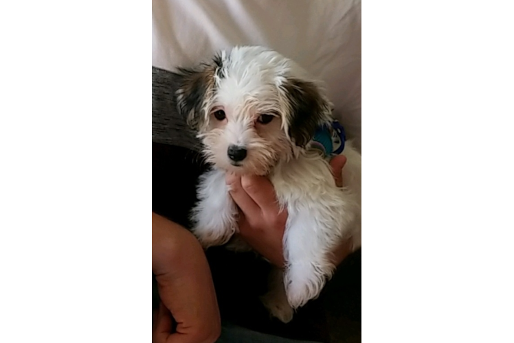 Morkie Pup Being Cute