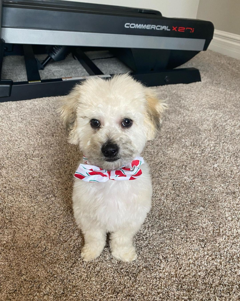 Funny Poochon Poodle Mix Pup