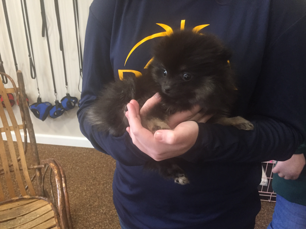 Muncie Pomeranian Pup