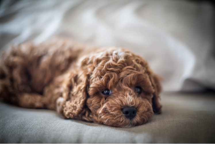 Best Cavapoo Baby