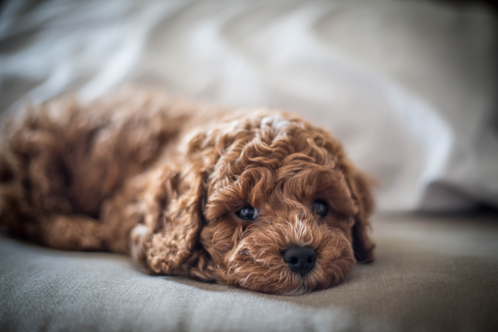 Popular Cavapoo Poodle Mix Pup