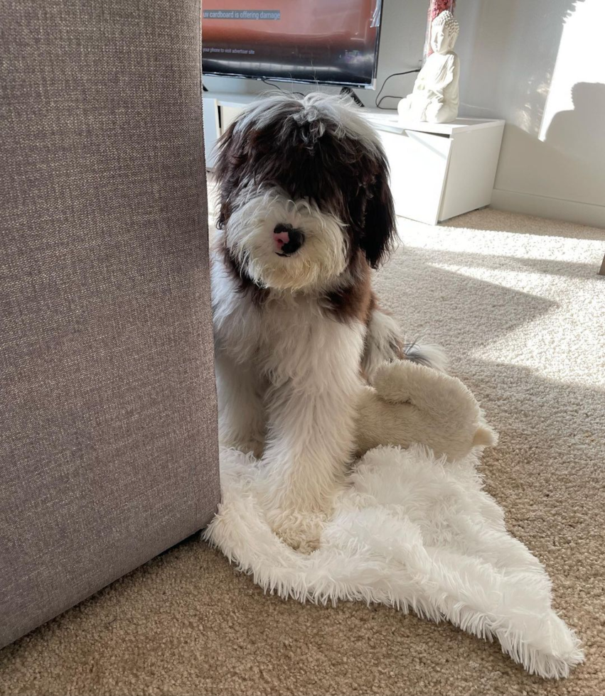 Cute Mini Sheepadoodle Pup in TEMPE AZ