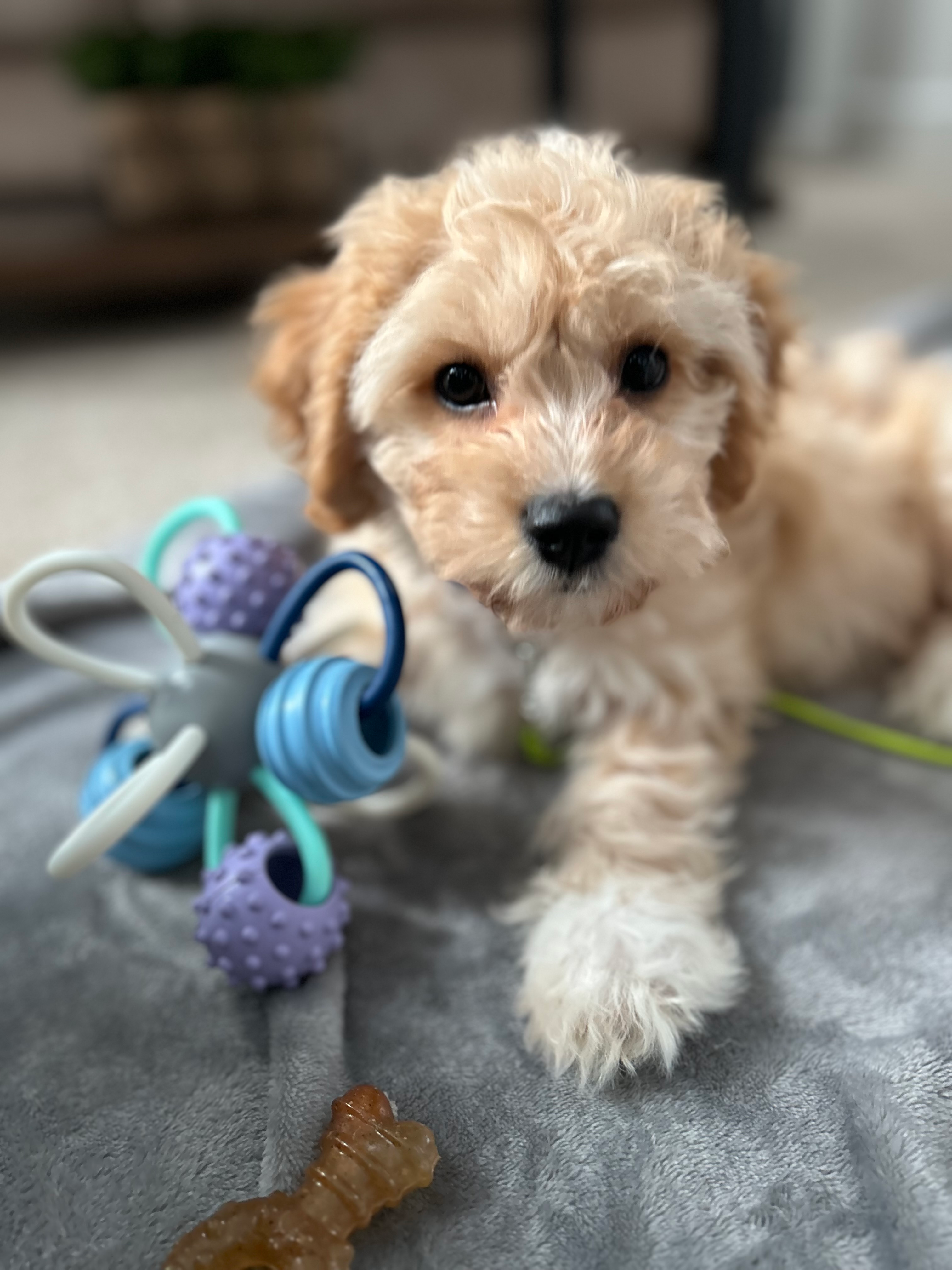 Happy Cavachon Baby